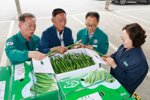 '기분 좋은 매운 맛' 예천 개포풋고추 첫 출하