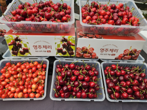 맛·신선도 최상 영주 체리, 홈쇼핑서 '불티'