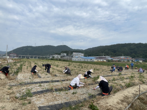 고령군 개진면, 농가 일손돕기 나서