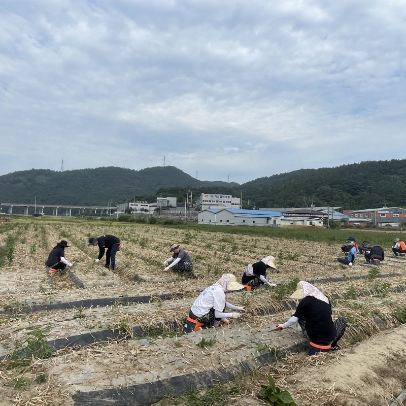 고령군 개진면, 농가 일손돕기 나서